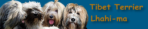 tibet-terrier-links001001.jpg