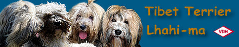 tibet-terrier-links001023.jpg