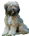 tibet-terrier-welpen001017.gif