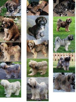 tibet-terrier-welpen001018.gif