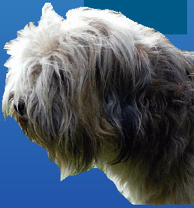 tibet-terrier-home.htm001022.jpg