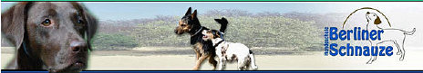 tibet-terrier-links001024.jpg