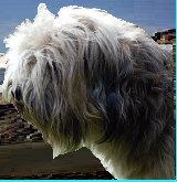 tibet-terrier-welpen001020.jpg