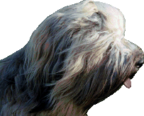 tibet-terrier-welpen001021.gif