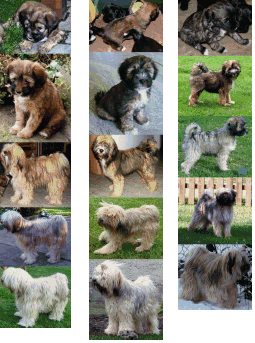 tibet-terrier-welpen001032.gif