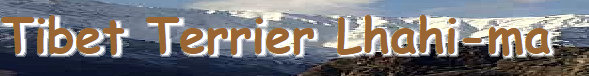 tibet-terrier001016.jpg