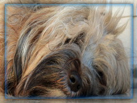 ueber-die-tibet-terrier001017.jpg