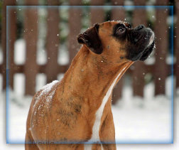 ueber-die-tibet-terrier001018.jpg
