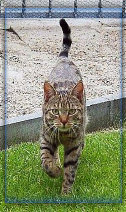 ueber-die-tibet-terrier001020.jpg