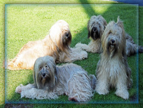 ueber-die-tibet-terrier001021.jpg
