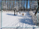 ueber-die-tibet-terrier001023.jpg