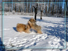 ueber-die-tibet-terrier001024.jpg