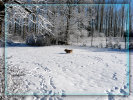 ueber-die-tibet-terrier001025.jpg